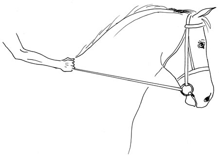 450x325 Contact It's Not About The Reins Eclectic Horseman - Horse Bridle Drawing