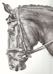 215x300 Dobbin Drawing - Horse Bridle Drawing