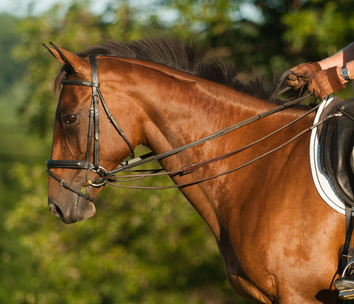 Horse Bridle Drawing at Explore collection of