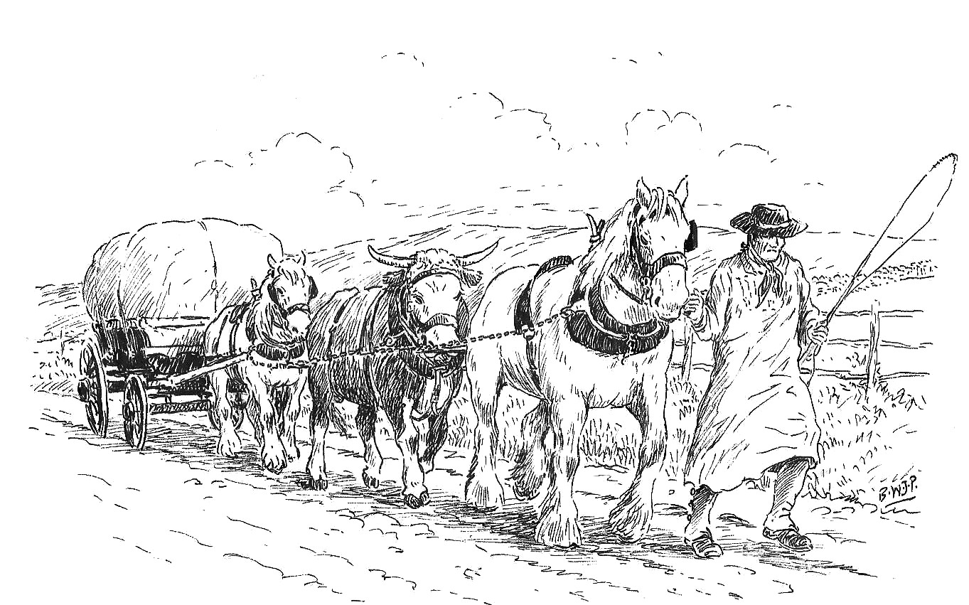1363x851 no beasts for draught but oxen - Horse Cart Drawing