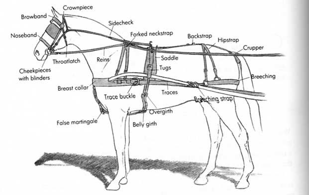 621x391 diagram of single horse breast collar harness - Horse Cart Drawing