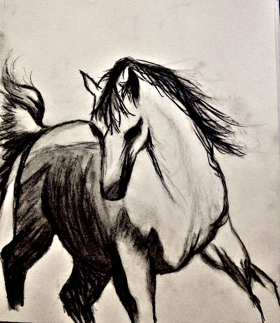 554x640 Horse - Horse Charcoal Drawing