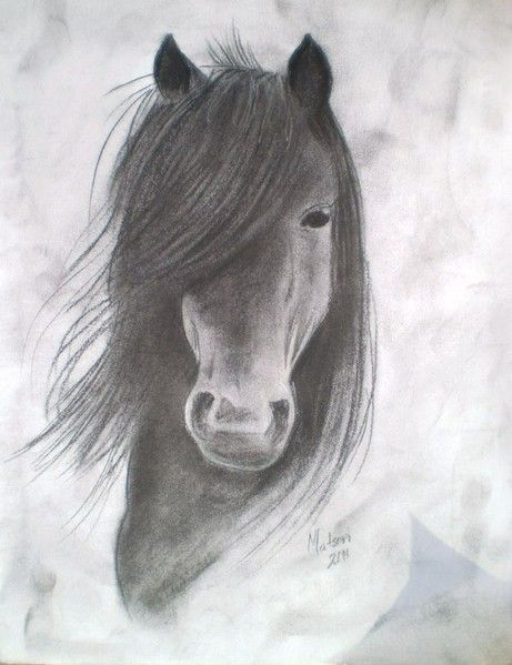 461x599 Horse Drawings, Horses Drawings, Drawings Horses, Charcoal - Horse Charcoal Drawing