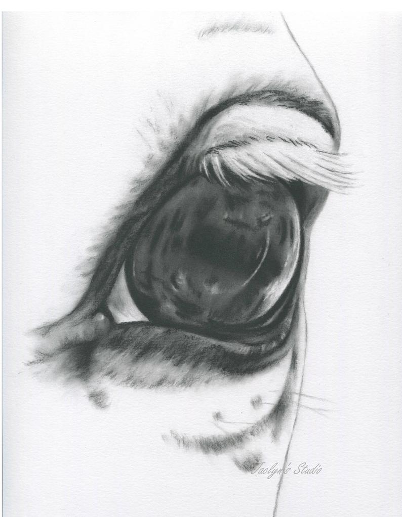 794x1022 white horse eye horse drawing charcoal eye horse art farm etsy - Horse Charcoal Drawing