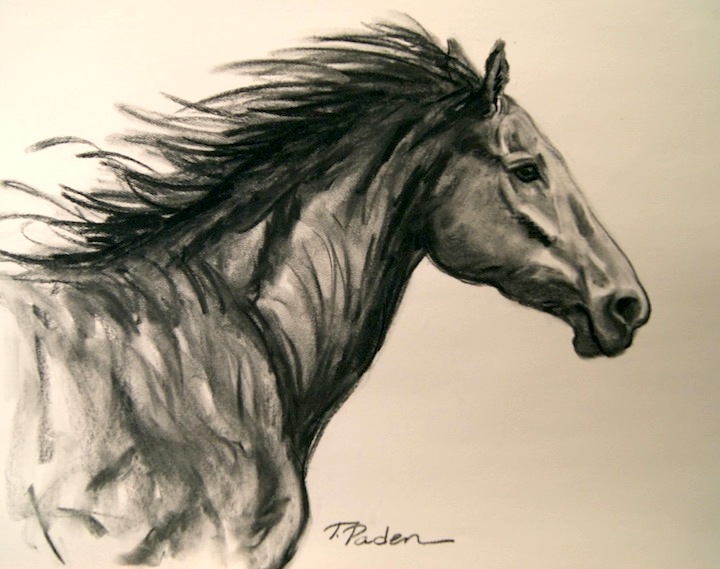 720x569 Wildlife Art Of The West Charcoal Drawing Of A Wild Running Horse - Horse Charcoal Drawing