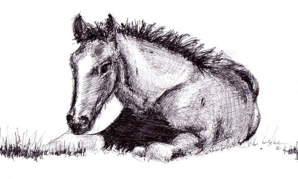 1000x600 How To Draw A Horse Step - Horse Drawing