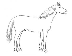 300x232 How To Draw A Horse Step - Horse Drawing