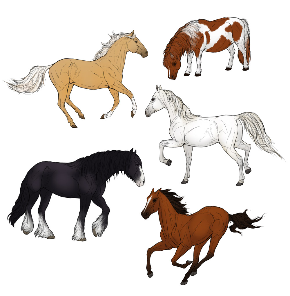 1000x1018 How To Draw Horses Step - Horse Drawing
