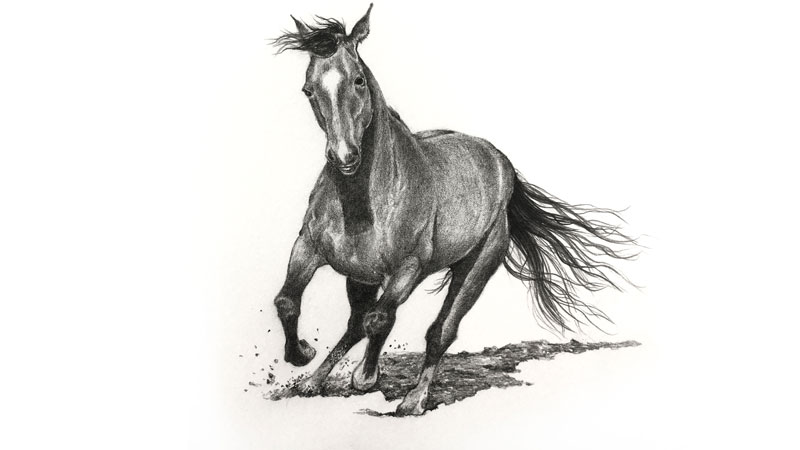 800x450 How To Draw A Horse - Horse Drawing