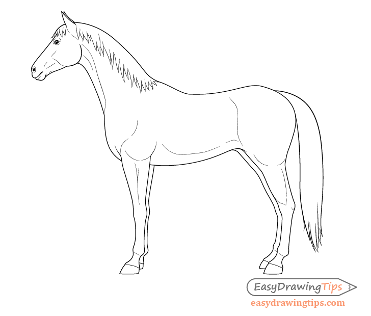 728x620 How To Draw A Horse From The Side View Tutorial - Horse Drawing