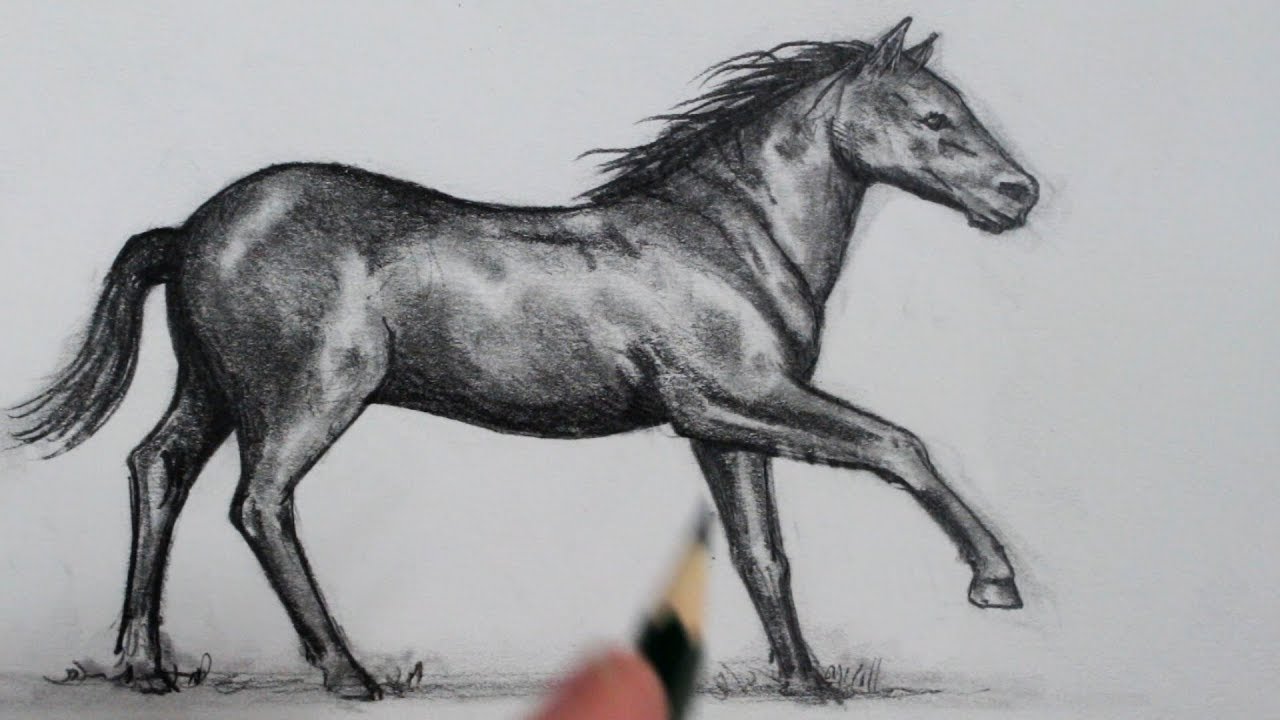 1280x720 How To Draw A Horse Step - Horse Drawing
