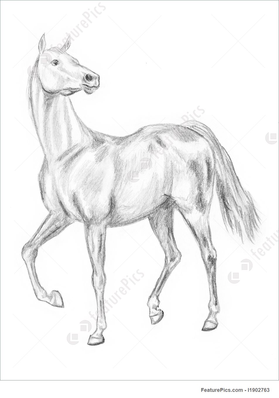 953x1360 Picture Of Walking Horse Drawing - Horse Drawing