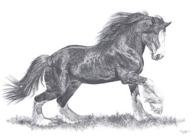 375x269 Shire Horse Drawing - Horse Drawing