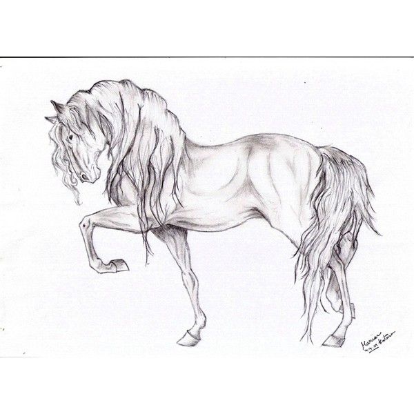 600x600 horse drawing liked on polyvore things to draw drawings - Horse Drawing