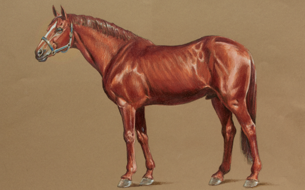 599x374 Colored Pencil Animals How To Draw A Horse - Horse Drawing