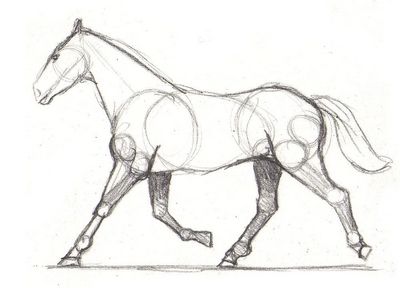 400x288 Drawing Lesson For Beginner Artists The Proportions Of A Horse - Horse Drawing