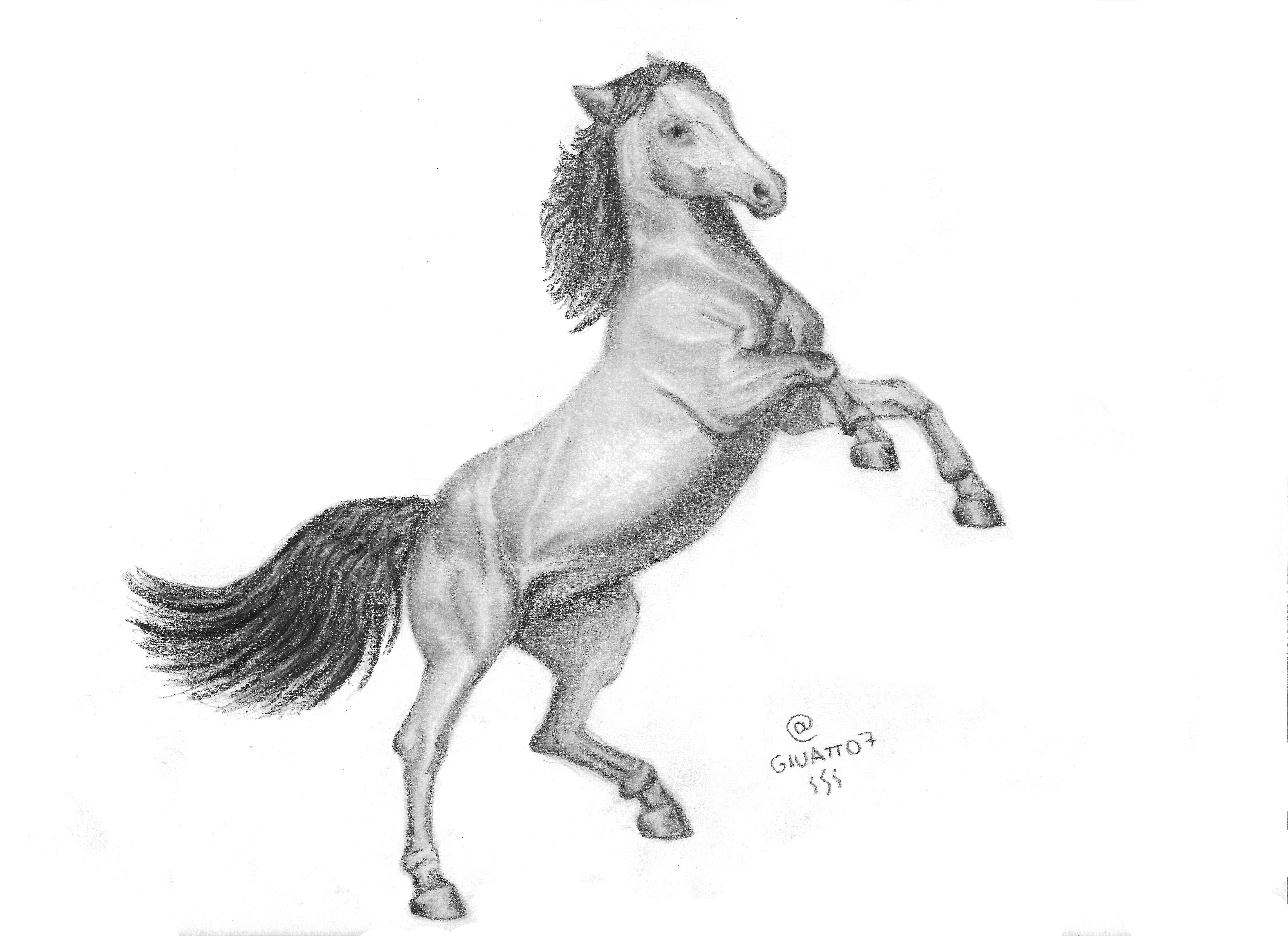 7014x5100 Drawing Of A Horse For Arts Contest Steemit - Horse Drawing
