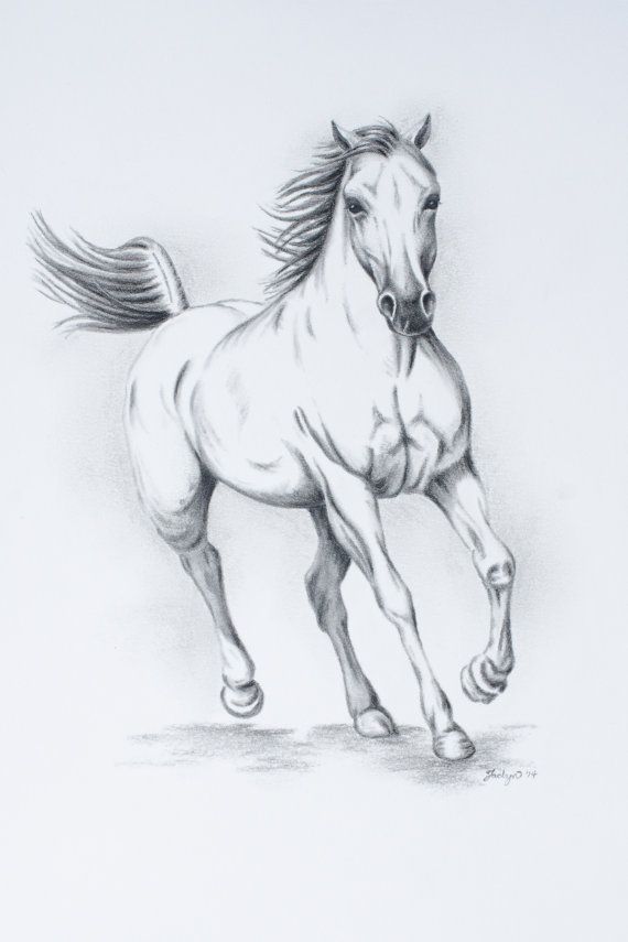 570x855 Original Charcoal White Horse Sketch - Horse Drawing Art