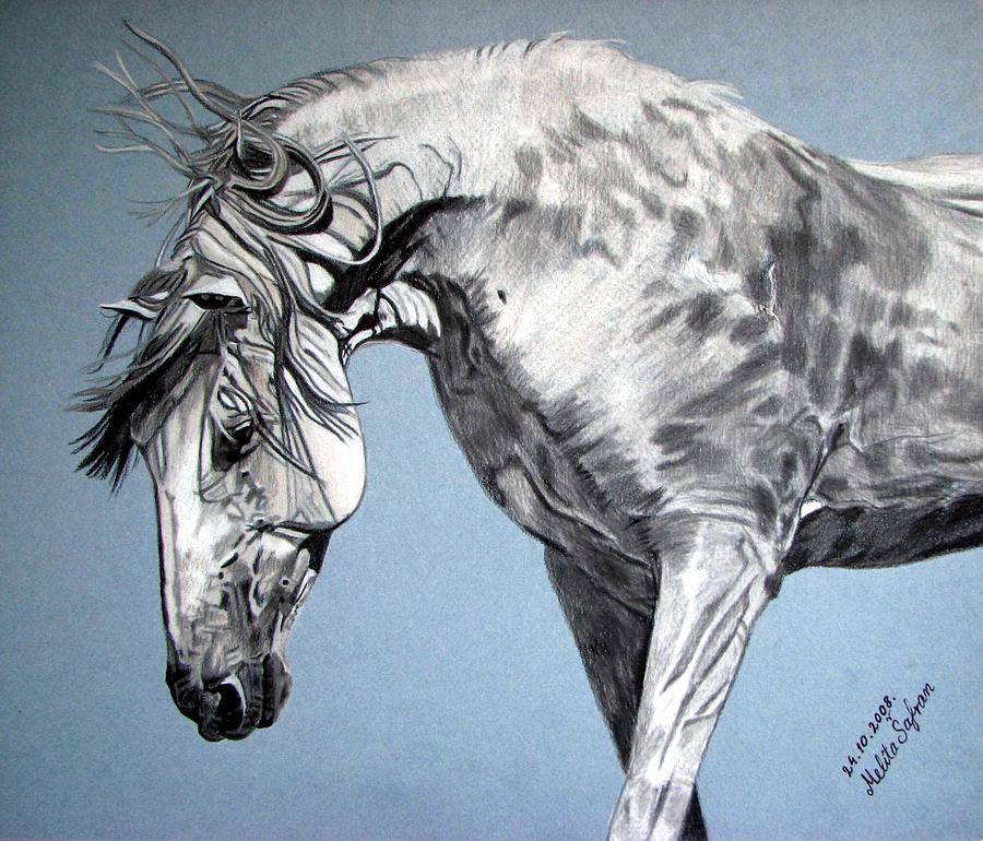 900x770 Spanish Horse Drawing - Horse Drawing Art