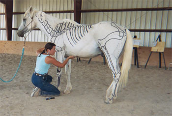 350x238 Taos Art School - Horse Drawing Art