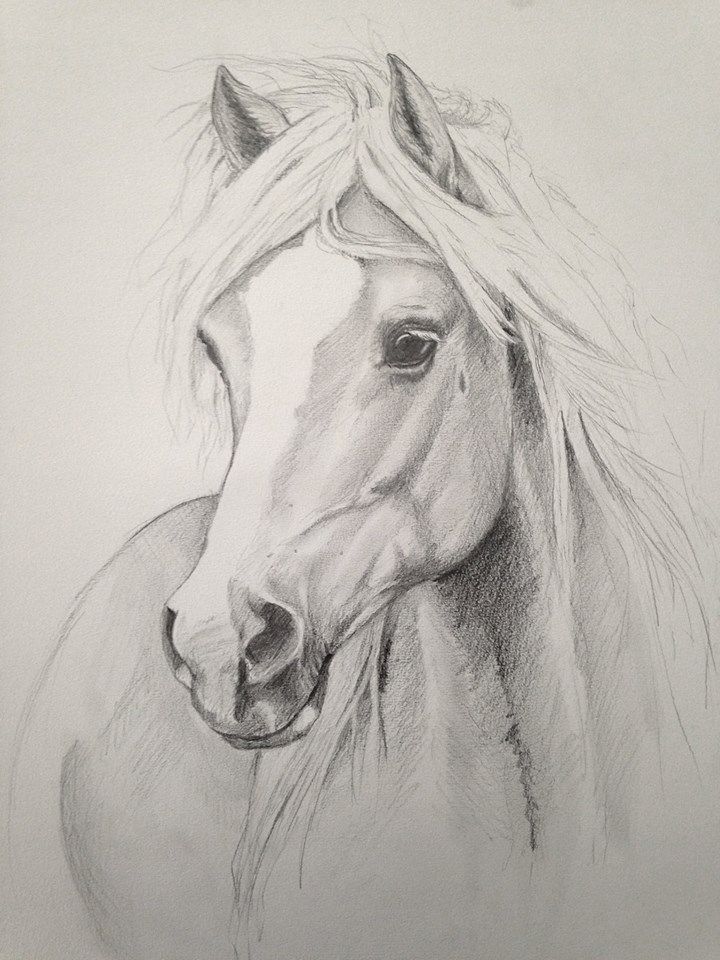 720x960 Beautiful Drawing Art - Horse Drawing Art