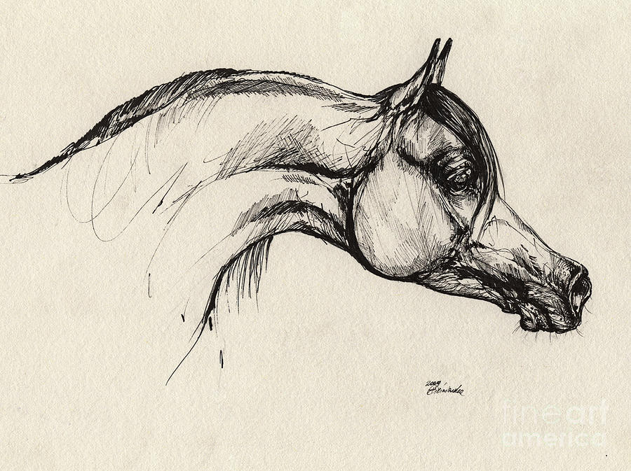 900x673 Arabian Horse Drawing Drawing - Horse Drawing Art