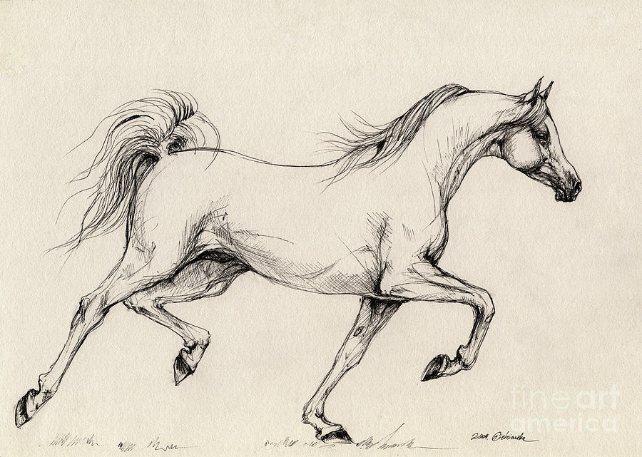 900x641 Arabian Horse Drawing Drawing - Horse Drawing Art