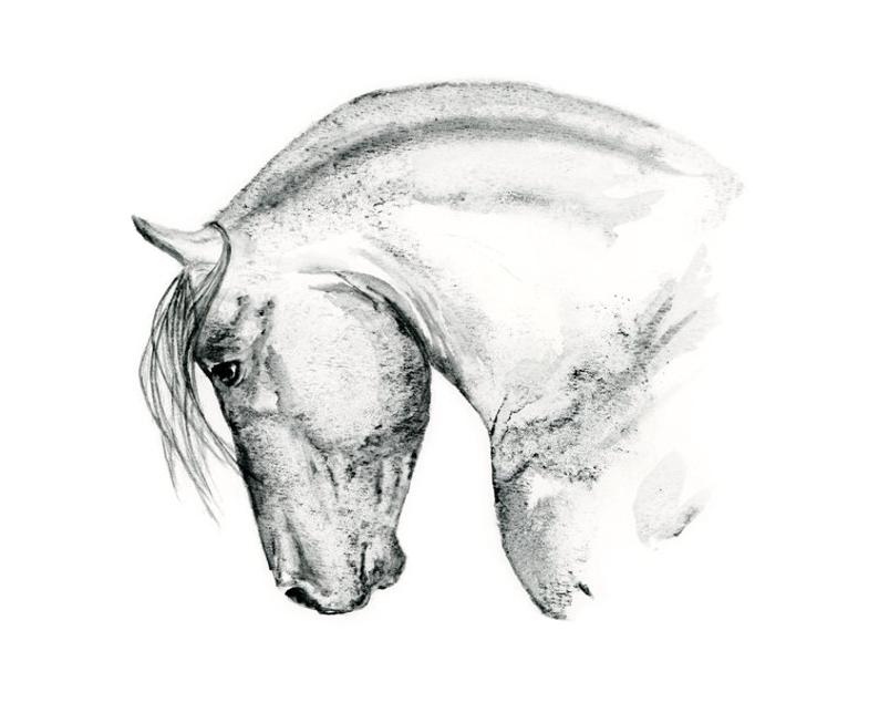 Horse Drawing Black And White at PaintingValley.com | Explore ...