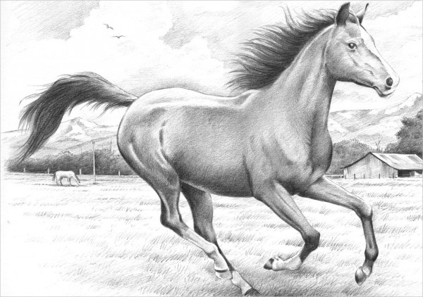 600x422 Horse Sketches Free Premium Templates - Horse Drawing Black And White