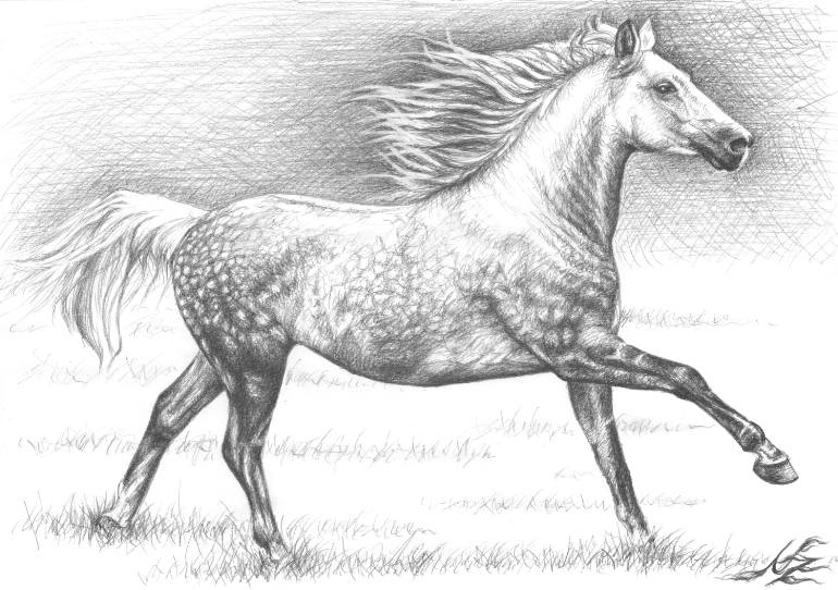 770x542 Apfelschimmel - Horse Drawing Black And White