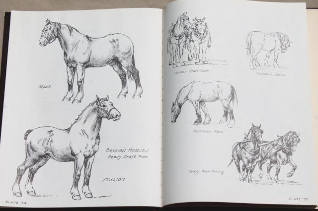 640x426 Let's Draw Horses, H C Harlan Horse Art Drawing Pencil - Horse Drawing Book
