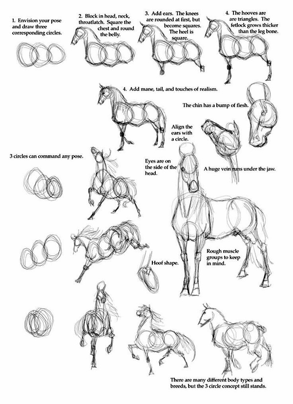 600x825 Learn Drawing Step - Horse Drawing Easy Step By Step