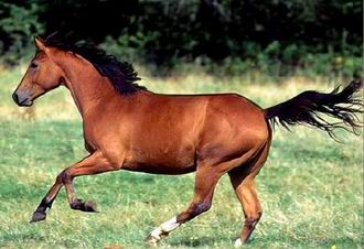 330x226 Horse Drawing Game - Horse Drawing Game