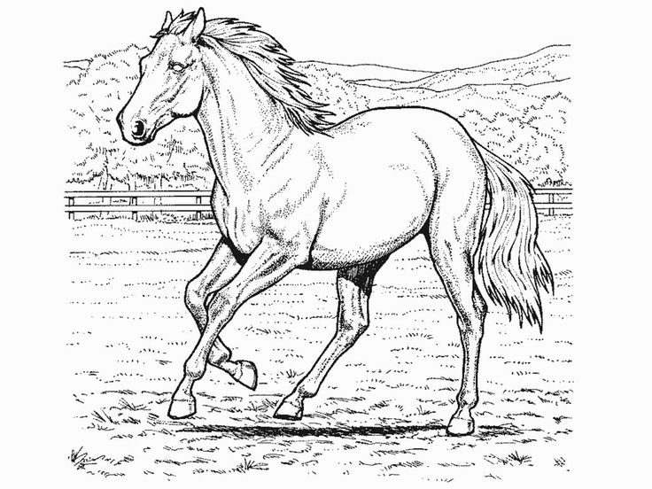736x552 horse coloring pages printable awesome horse coloring - Horse Drawing Pages