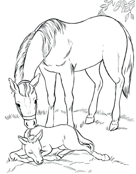 548x698 Horse Drawing Book At Free For Personal Use Coloring Pages - Horse Drawing Pages