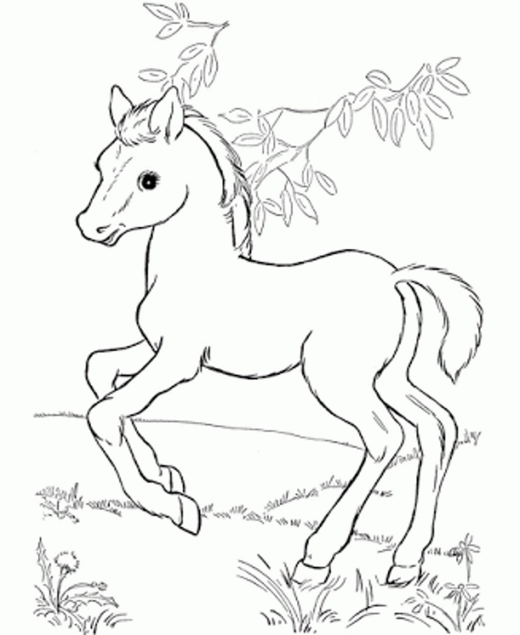1675x2048 Coloring Pages Of Baby Horses - Horse Drawing Pages