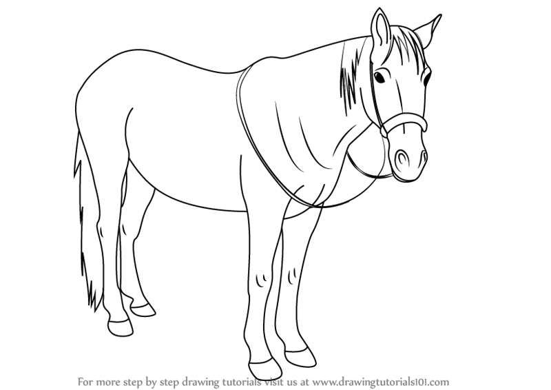 800x566 Learn How To Draw Standing Horse - Horse Drawing Pics