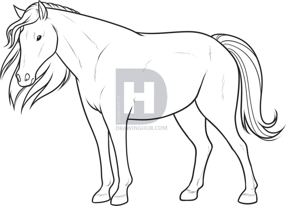 1002x720 How To Draw A Horse For Beginners, Step - Horse Drawing Pics