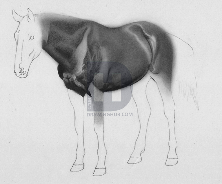 766x634 How To Draw A Realistic Horse, Step - Horse Drawing Realistic