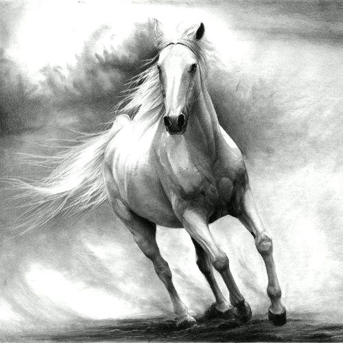 500x500 How To Draw A Realistic Horse How To Draw A Realistic Horse Head - Horse Drawing Realistic