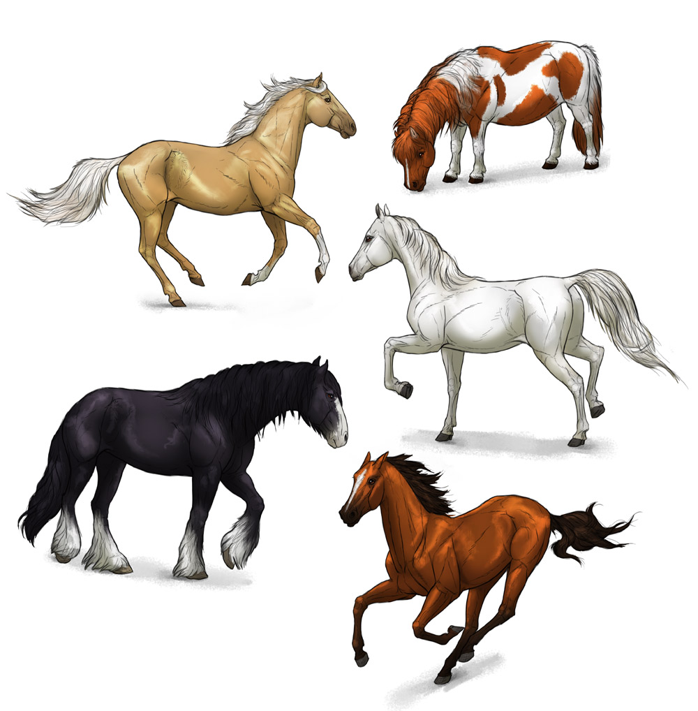 1000x1018 How To Draw Horses Step - Horse Drawing Realistic