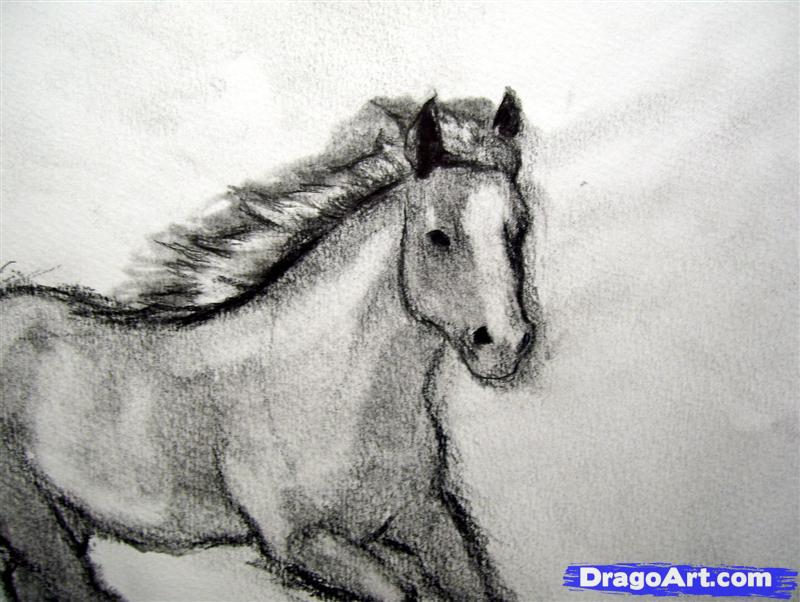 800x602 How To Draw A Realistic Horse, Draw Real Horse, Step - Horse Drawing Realistic