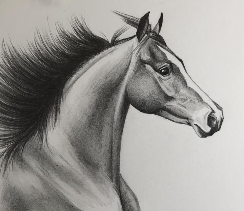 Horse Drawing Realistic At Paintingvalley Com Explore Collection