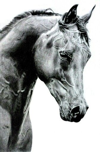 336x512 Realistic Horse Drawing Drawings Horse Drawings, Horses, Drawings - Horse Drawing Realistic