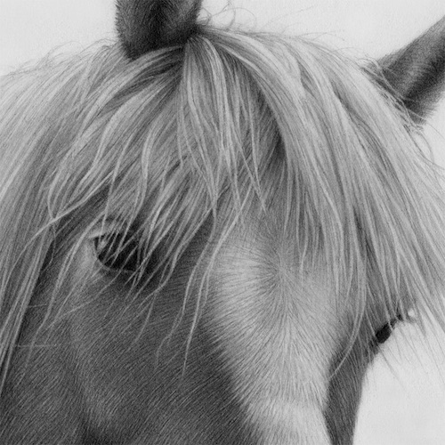 500x500 you'll never think of drawing a horse the same way - Horse Drawing Realistic