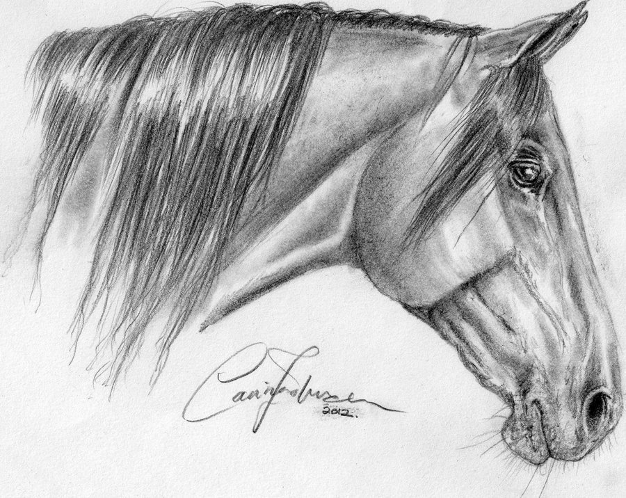 900x716 Modern Drawing Realistic For Free Download - Horse Drawing Realistic