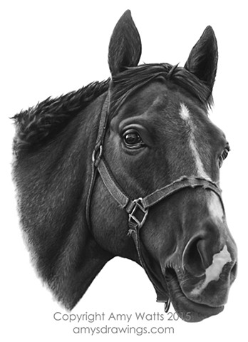 348x480 Evertree Studio - Horse Drawing Realistic