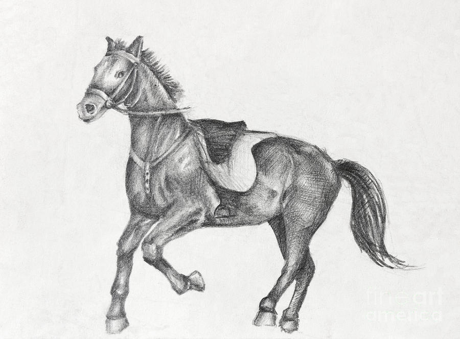 900x663 pencil drawing of a running horse drawing - Horse Drawing Running