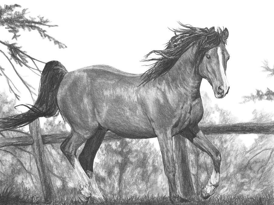 900x675 running horse drawing - Horse Drawing Running