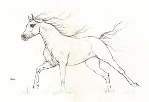 300x206 Running Horses Drawings Fine Art America - Horse Drawing Running